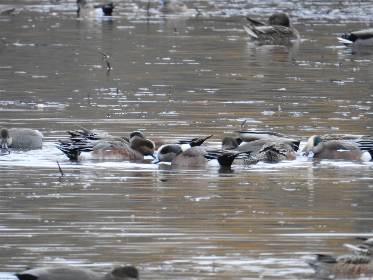 Eurasian x American Wigeon (hybrid) - ML645006877