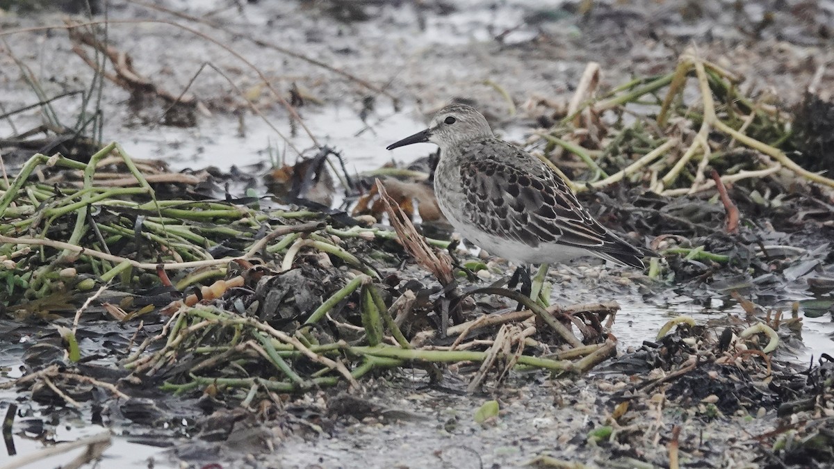 Gambecchio di Bonaparte - ML645006879