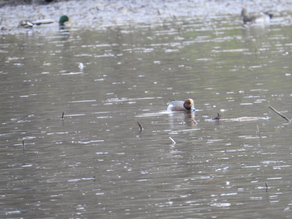 Eurasian Wigeon - ML645006882