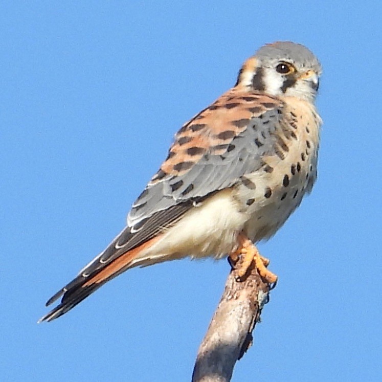 American Kestrel - ML645006883