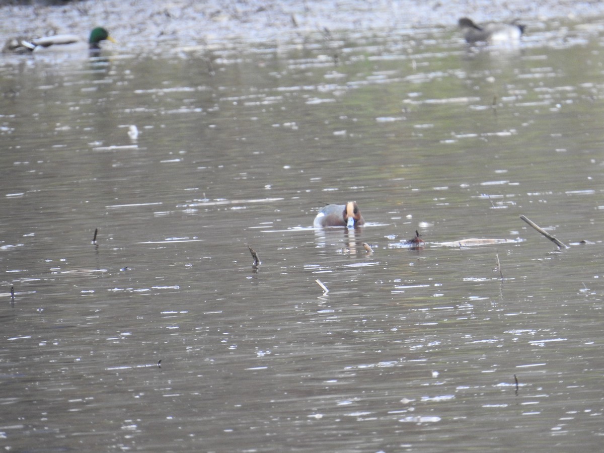 Eurasian Wigeon - ML645006885