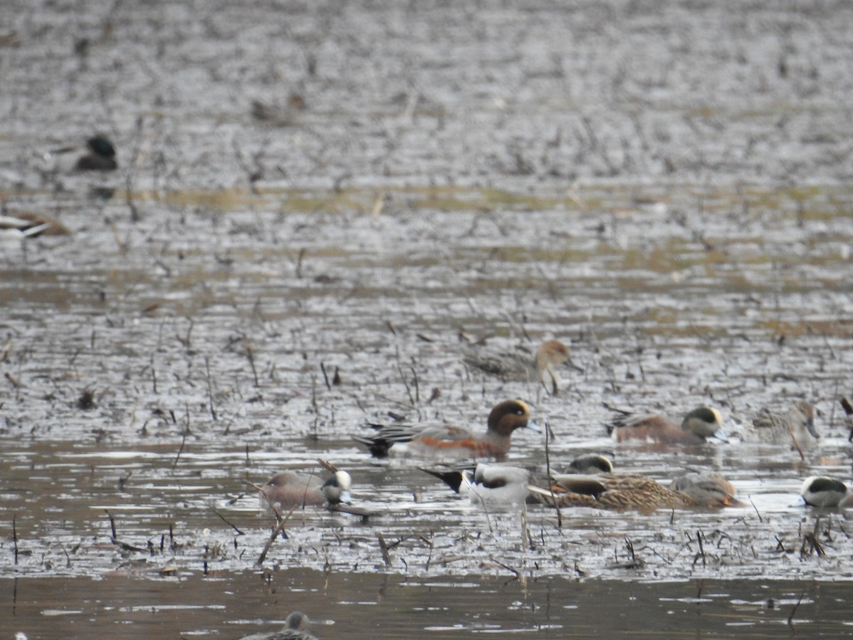Eurasian x American Wigeon (hybrid) - ML645006888