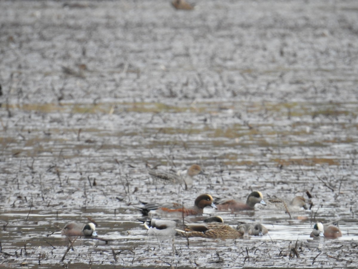 Eurasian x American Wigeon (hybrid) - ML645006889