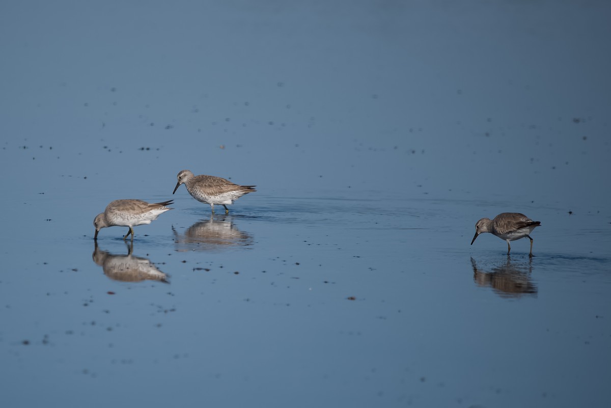 Correlimos Gordo - ML645006890