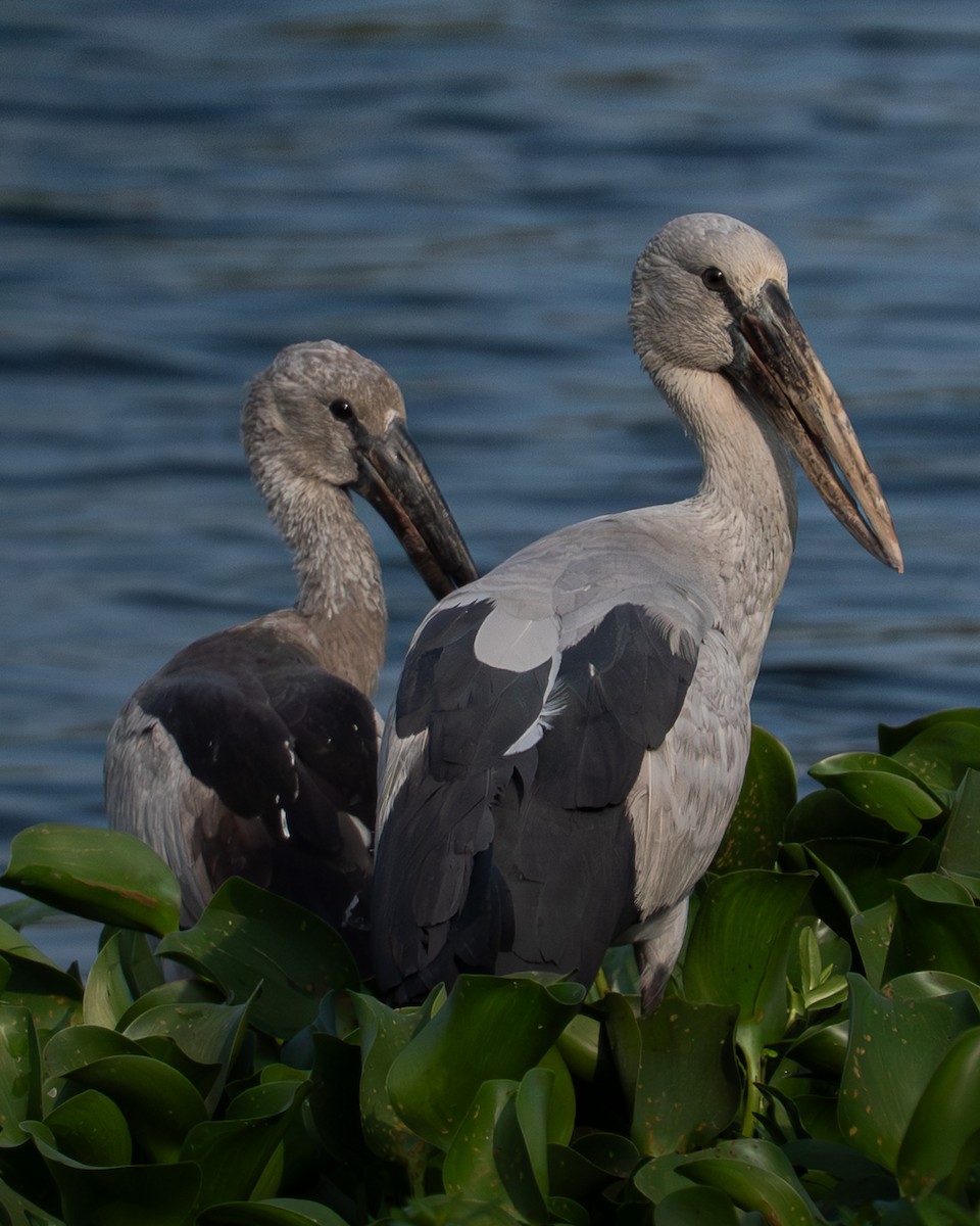 Asian Openbill - ML645006903