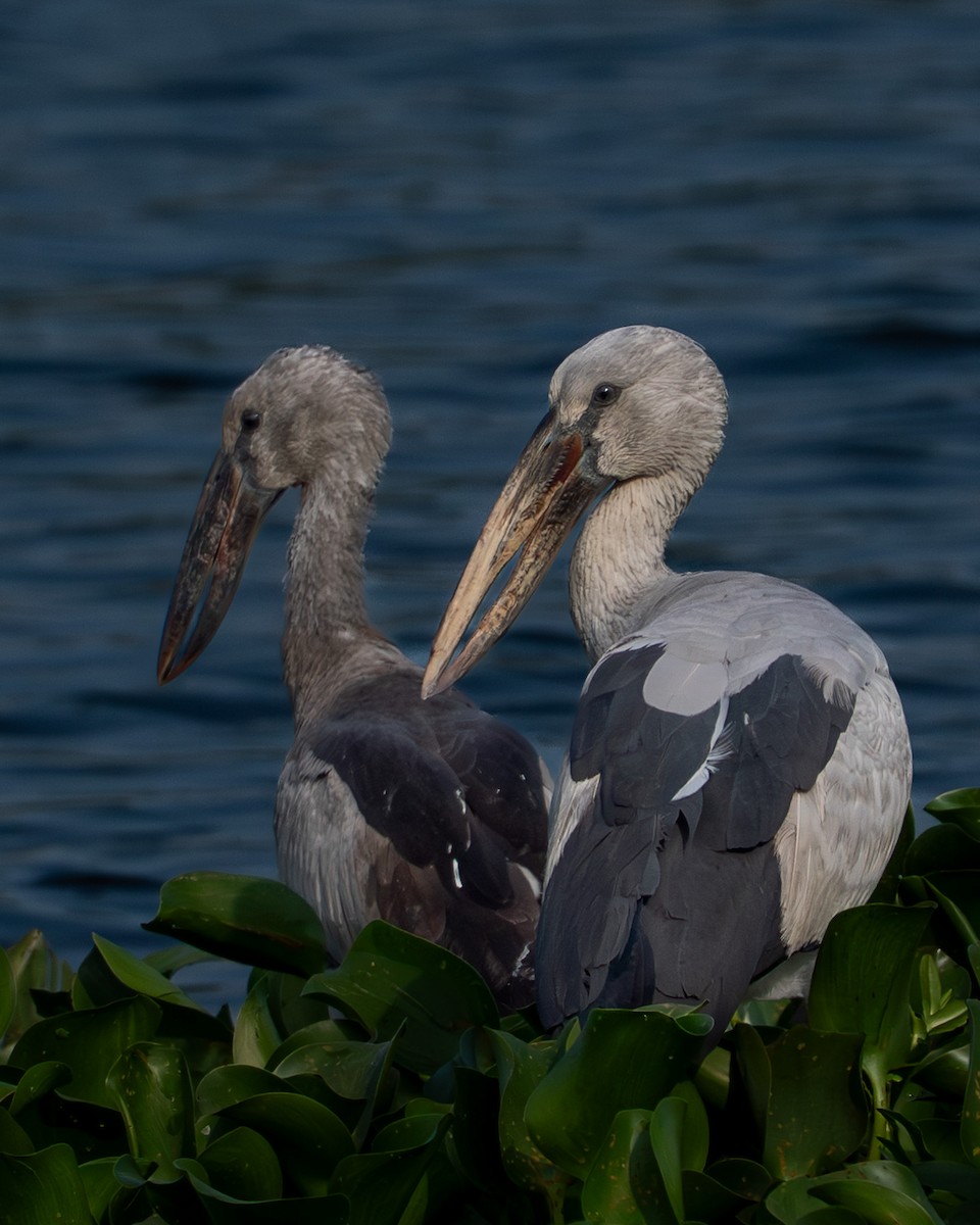 Asian Openbill - ML645006904