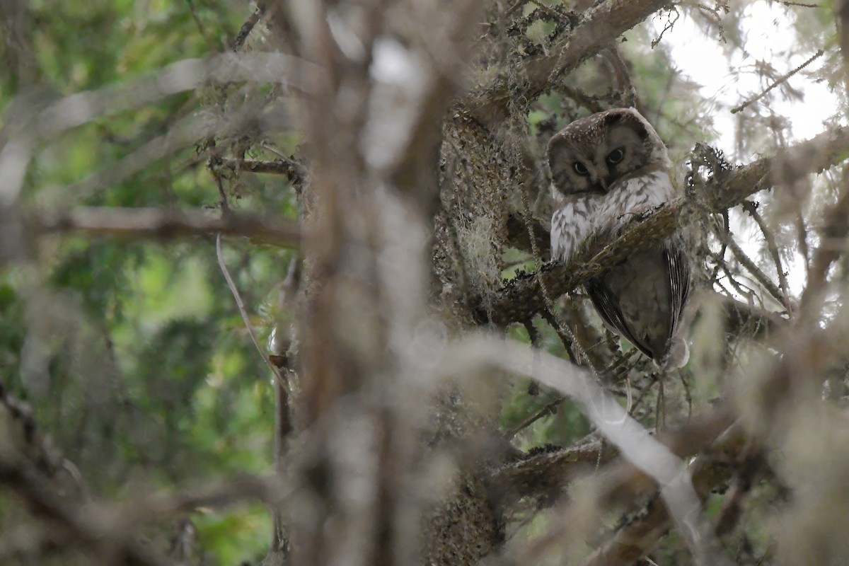 כוס חום - ML645006906