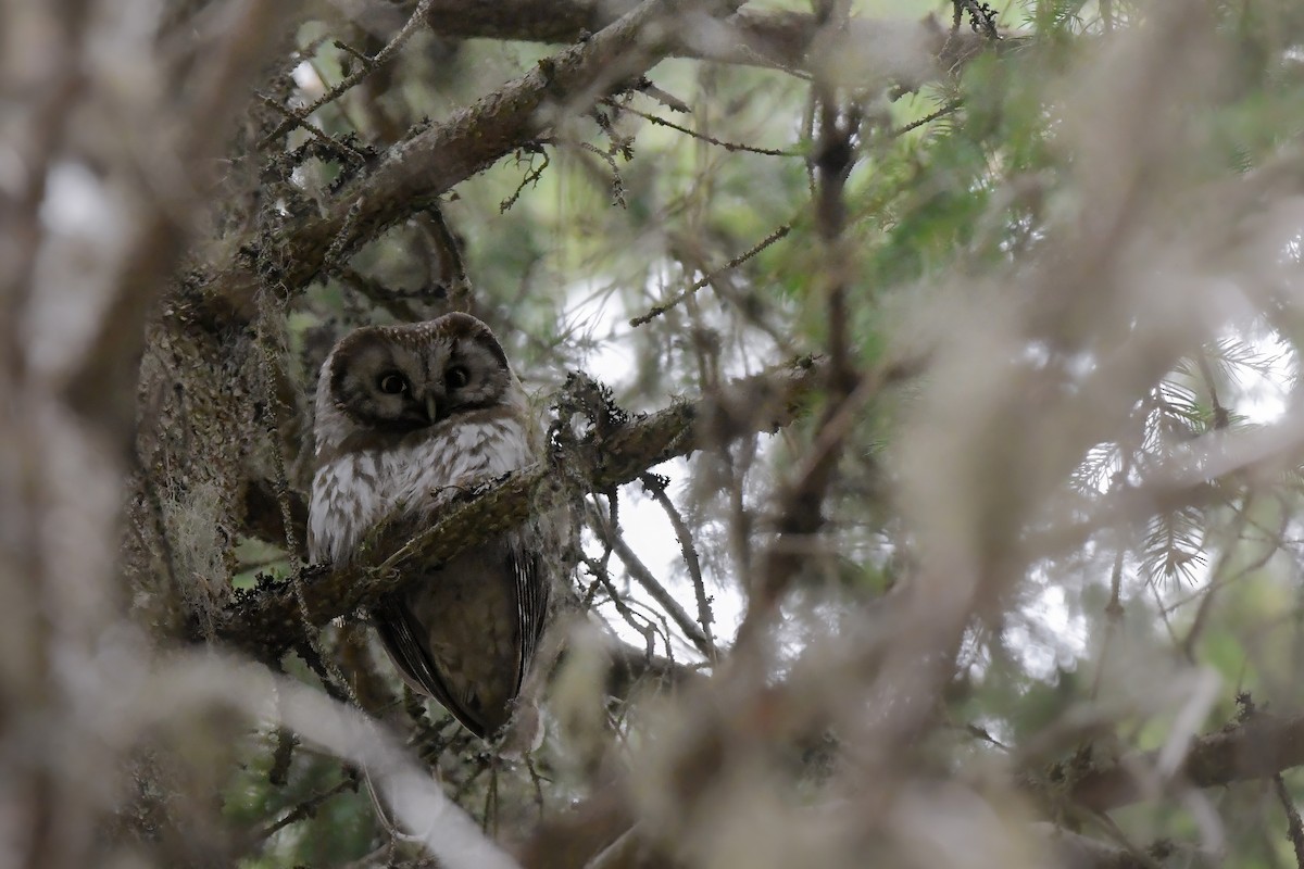 כוס חום - ML645006909