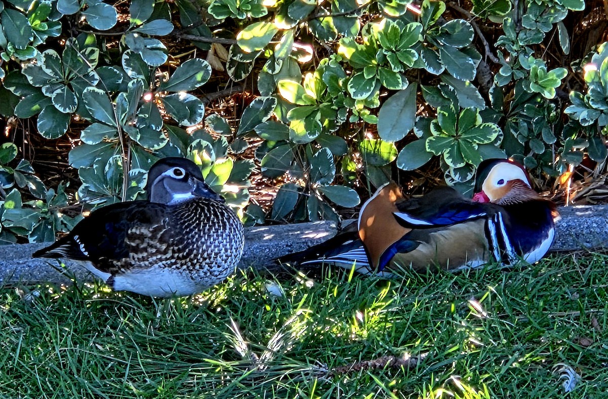 Mandarinente - ML645006914