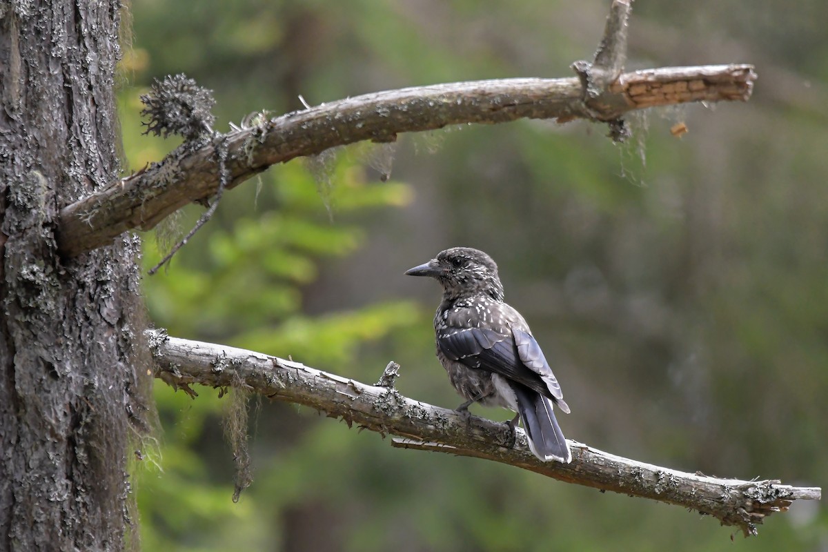 קיק האורנים - ML645006918