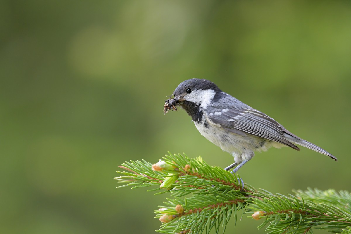 ירגזי שחור - ML645006922