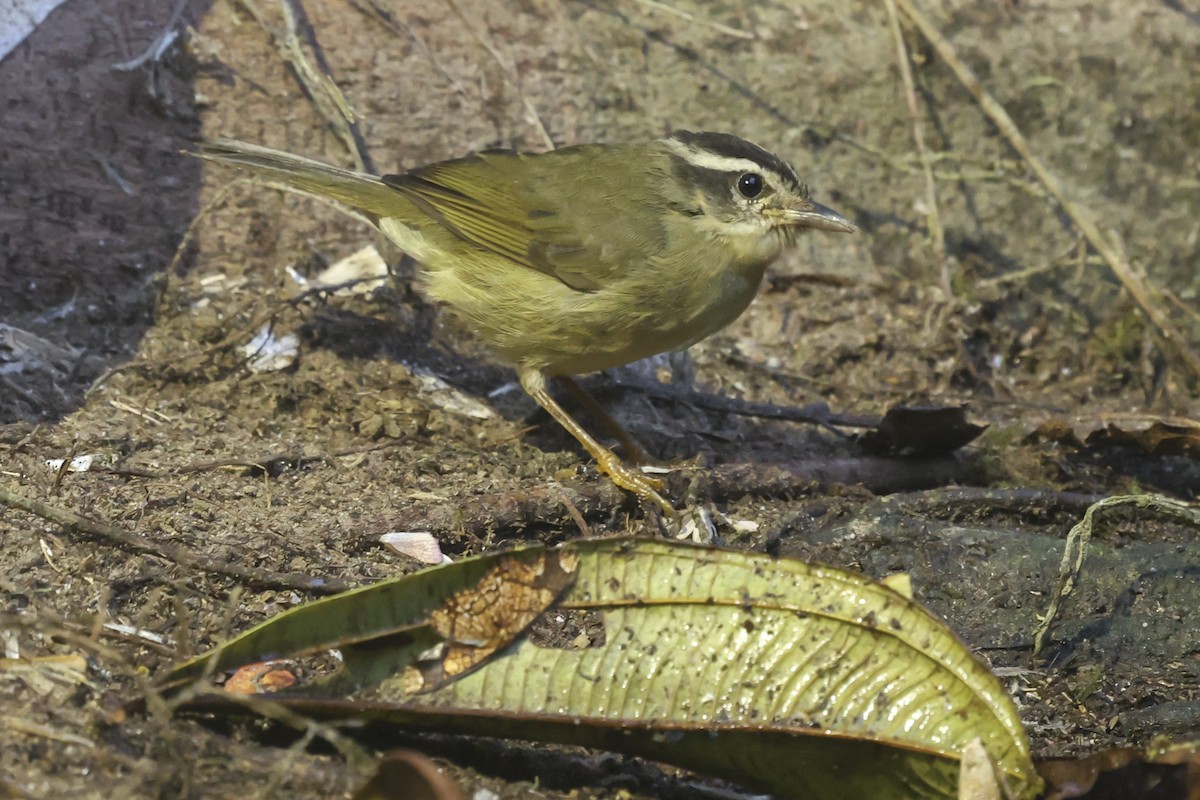 Коронник смугастоголовий - ML645006923