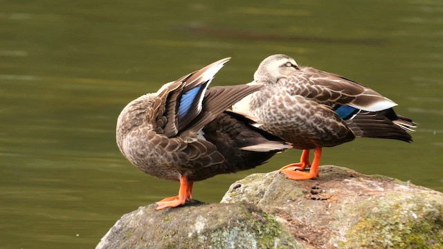 Крижень китайський - ML645006924