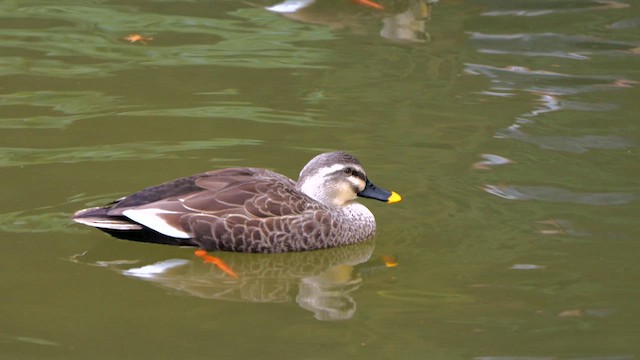 Крижень китайський - ML645006925