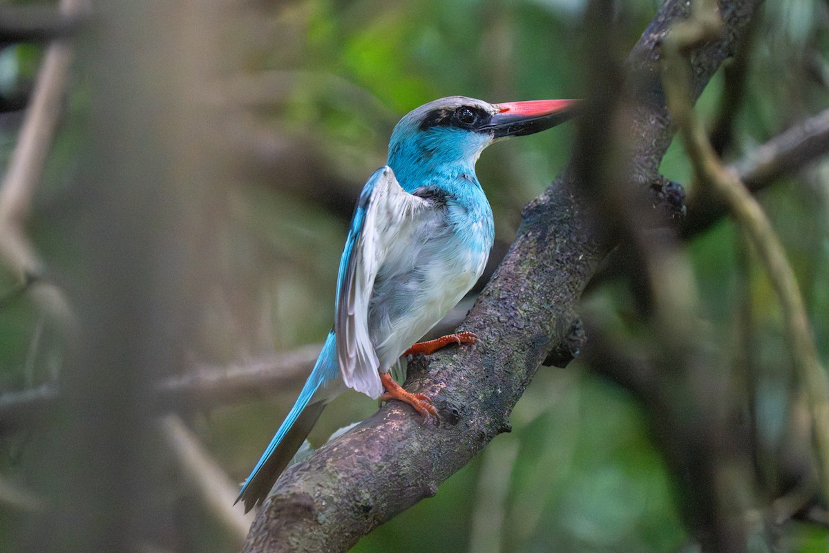 Blue-breasted Kingfisher - ML645006927