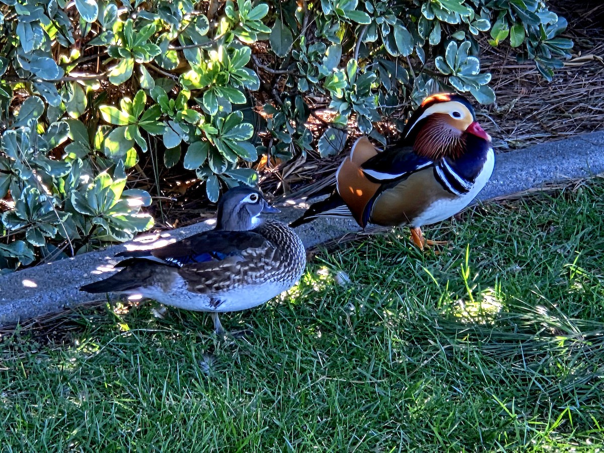 Mandarinente - ML645006930