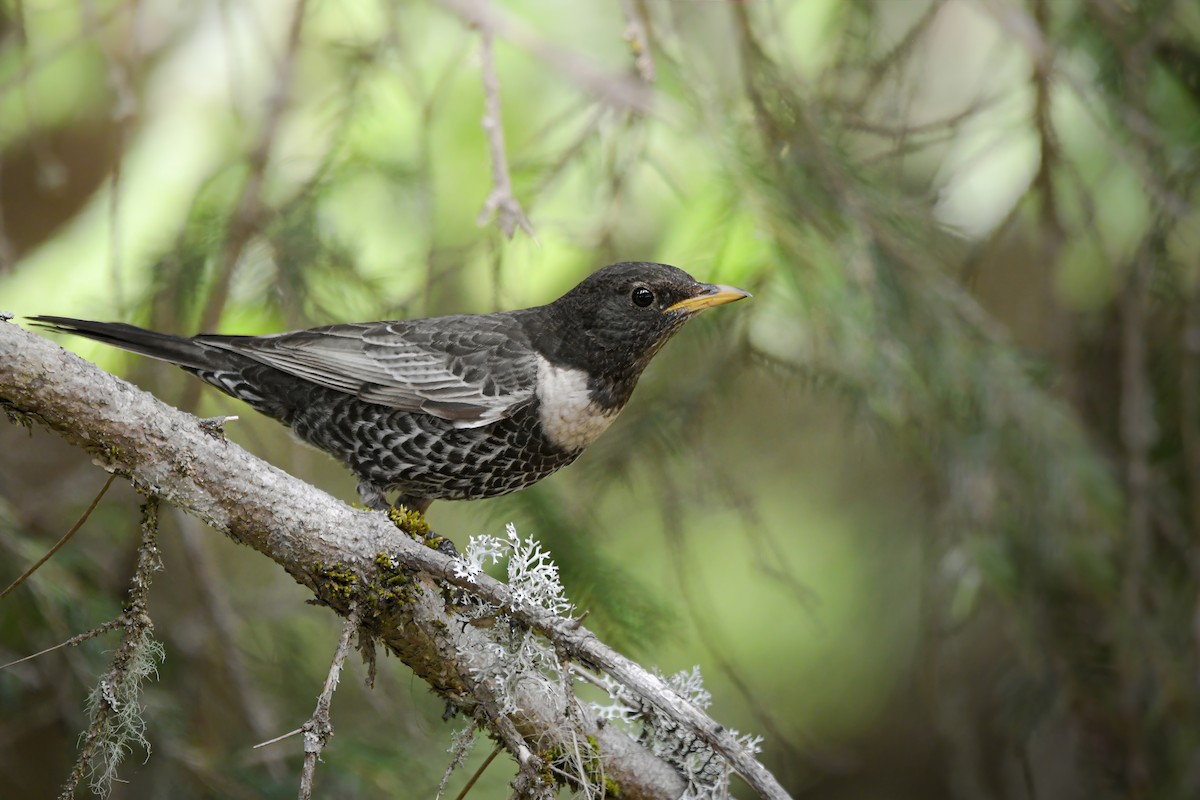 קיכלי סהרון - ML645006991