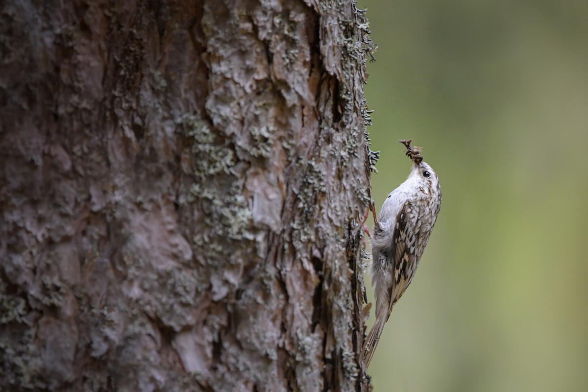 טפס-עצים אירופי - ML645006999