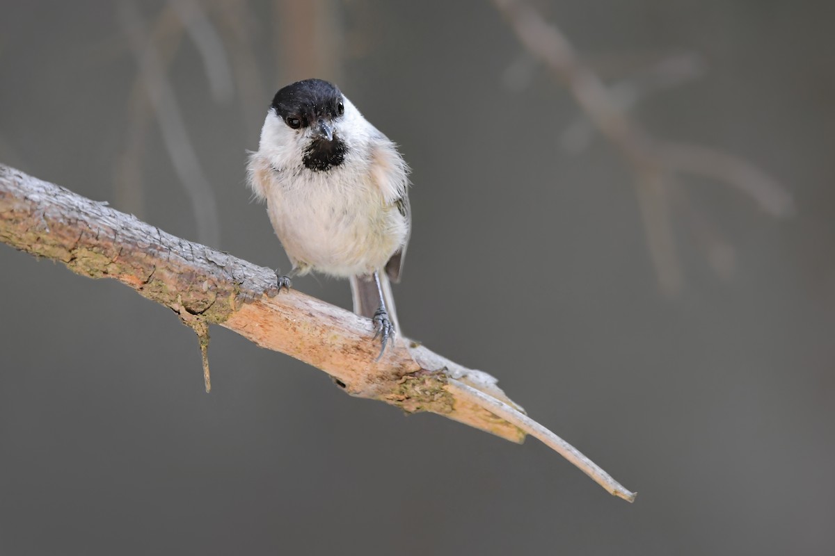 Пухляк - ML645007004