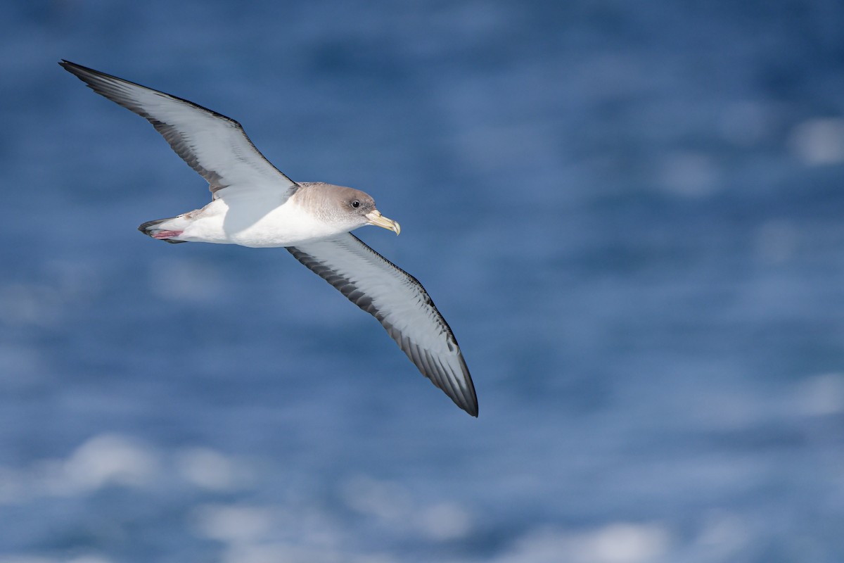 Scopoli's Shearwater - ML645007030