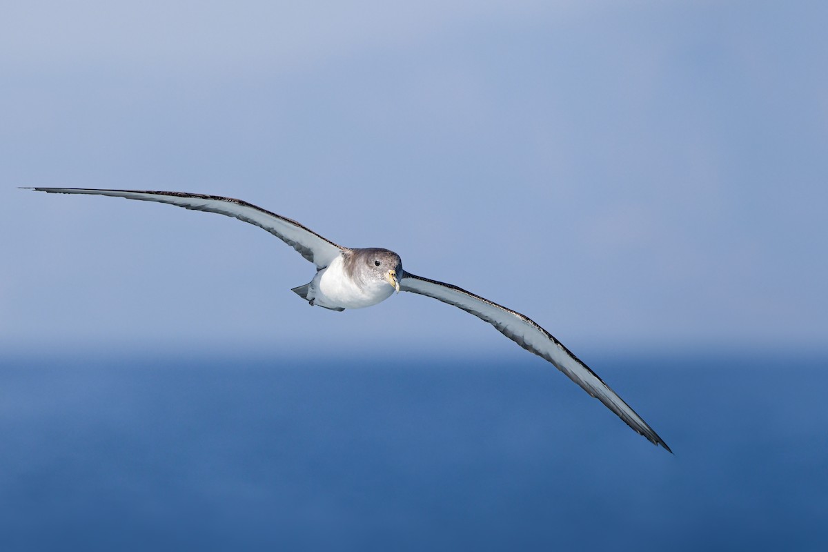 Scopoli's Shearwater - ML645007038