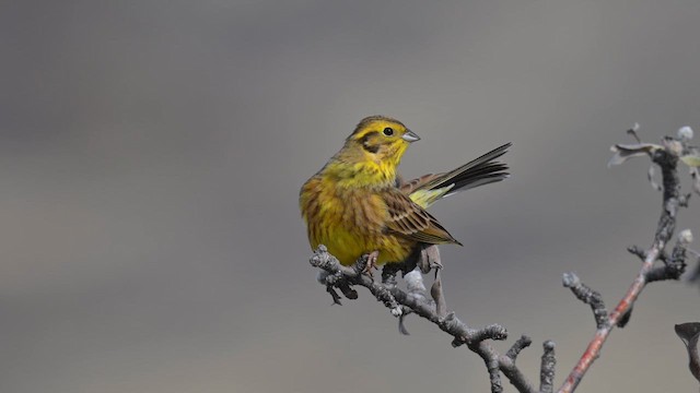 Вівсянка звичайна - ML645007040