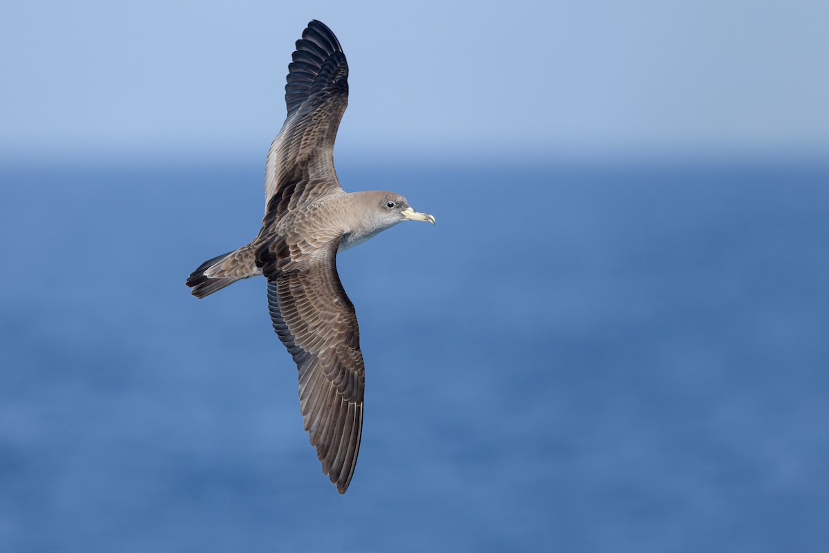 Scopoli's Shearwater - ML645007042