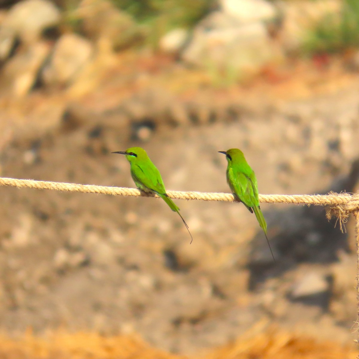 African Green Bee-eater - ML645007043