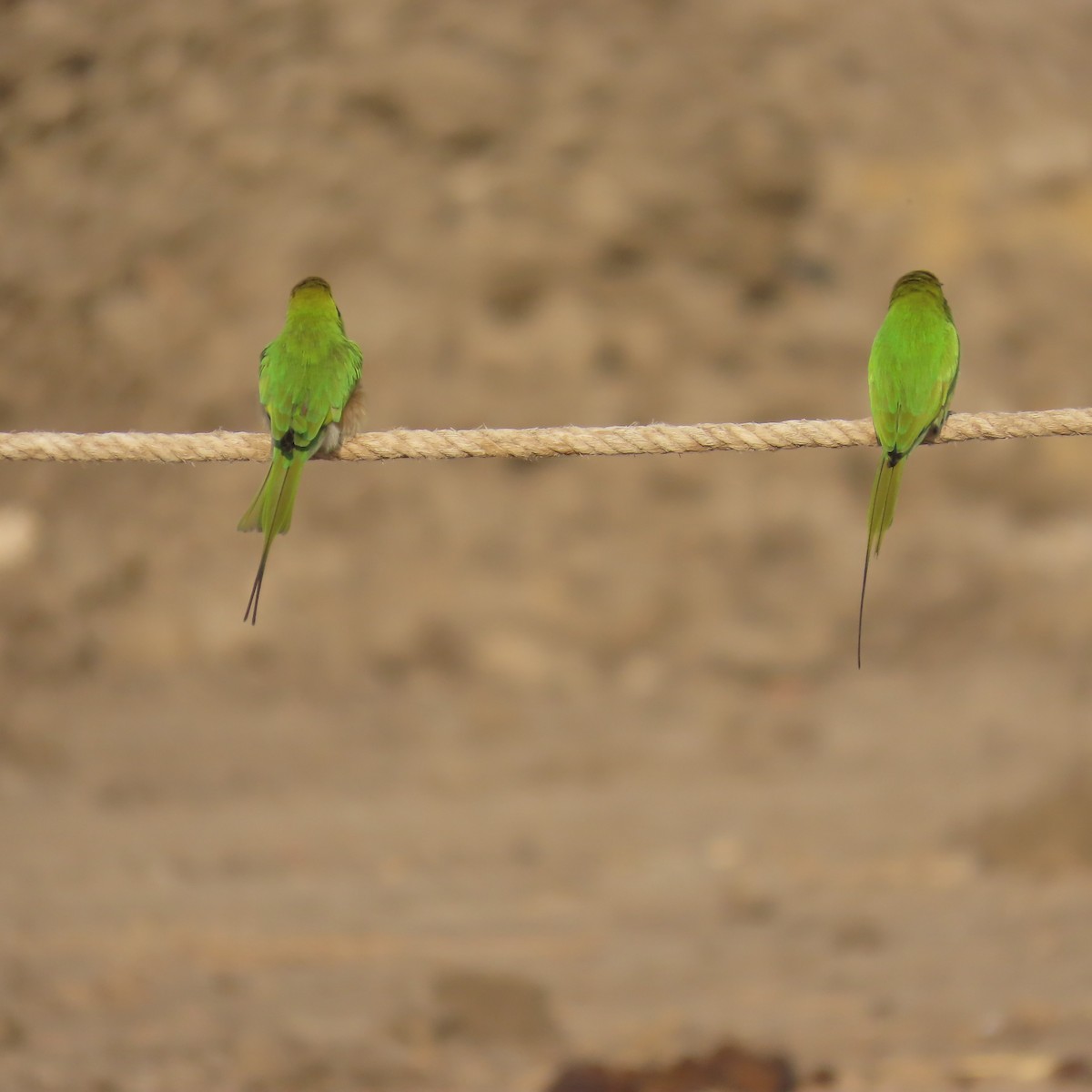 African Green Bee-eater - ML645007044
