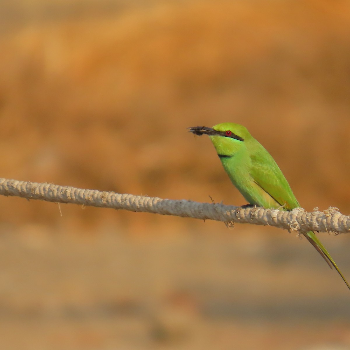 African Green Bee-eater - ML645007045