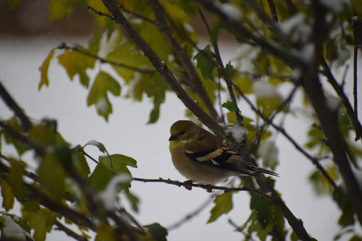 Чиж золотий - ML645007051