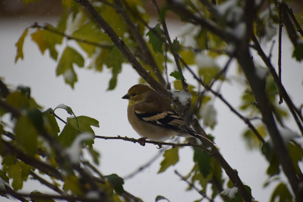 Чиж золотий - ML645007052