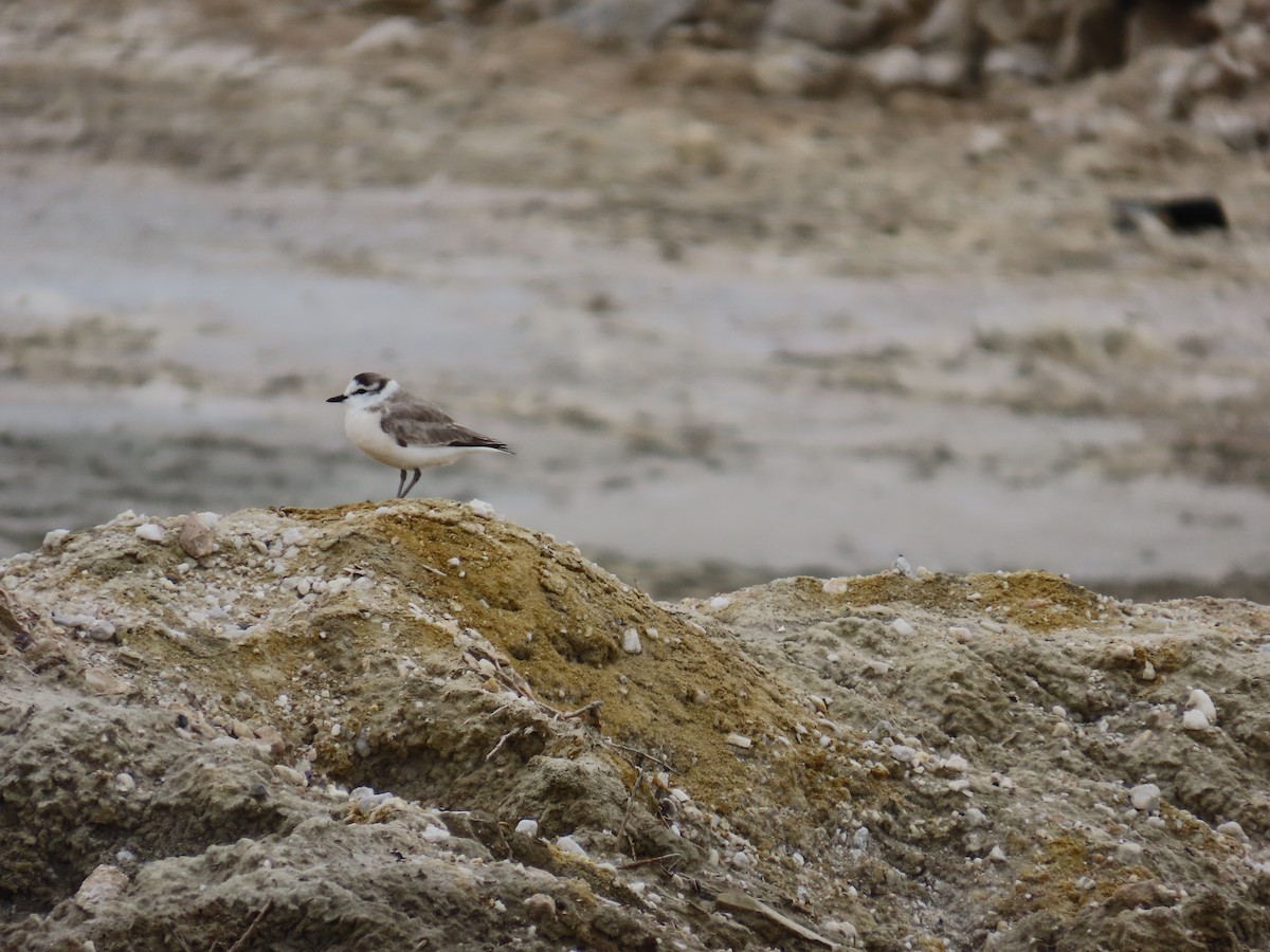 White-fronted Plover - ML645007054