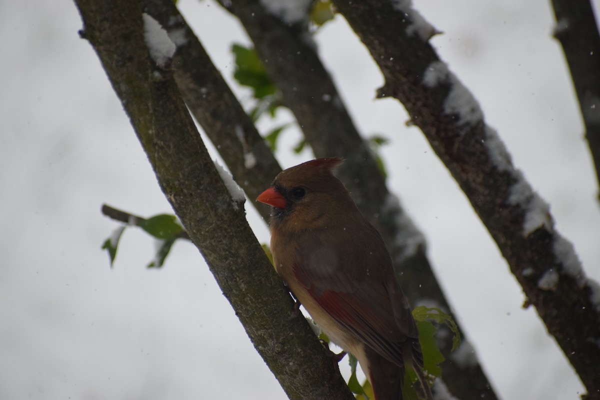 Кардинал червоний - ML645007060