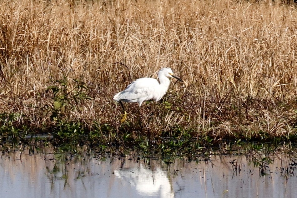 Snowy Egret - ML645007077
