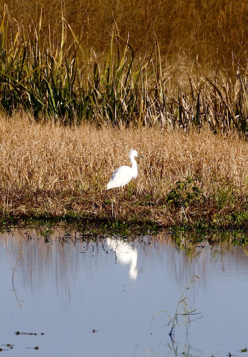 Snowy Egret - ML645007078