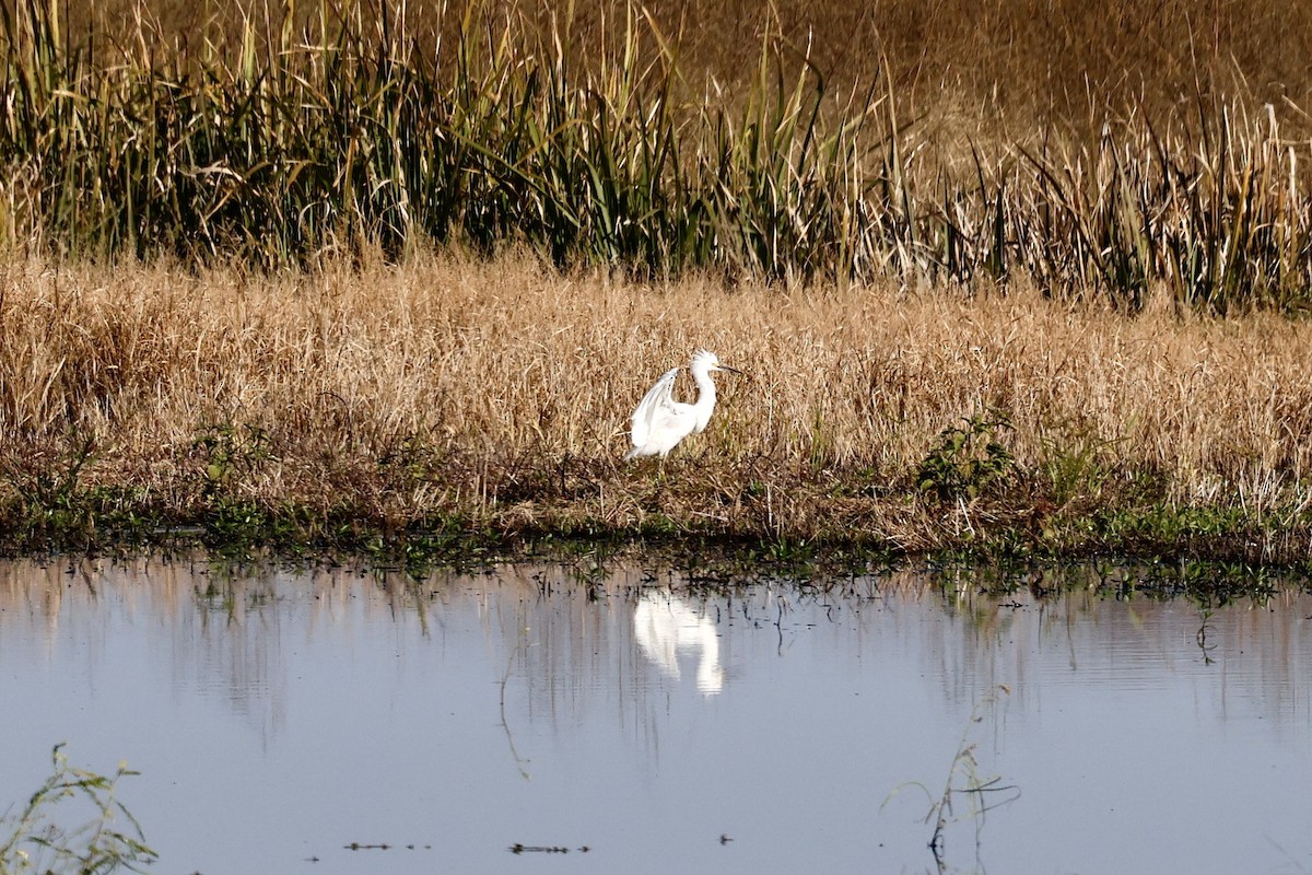 Snowy Egret - ML645007079