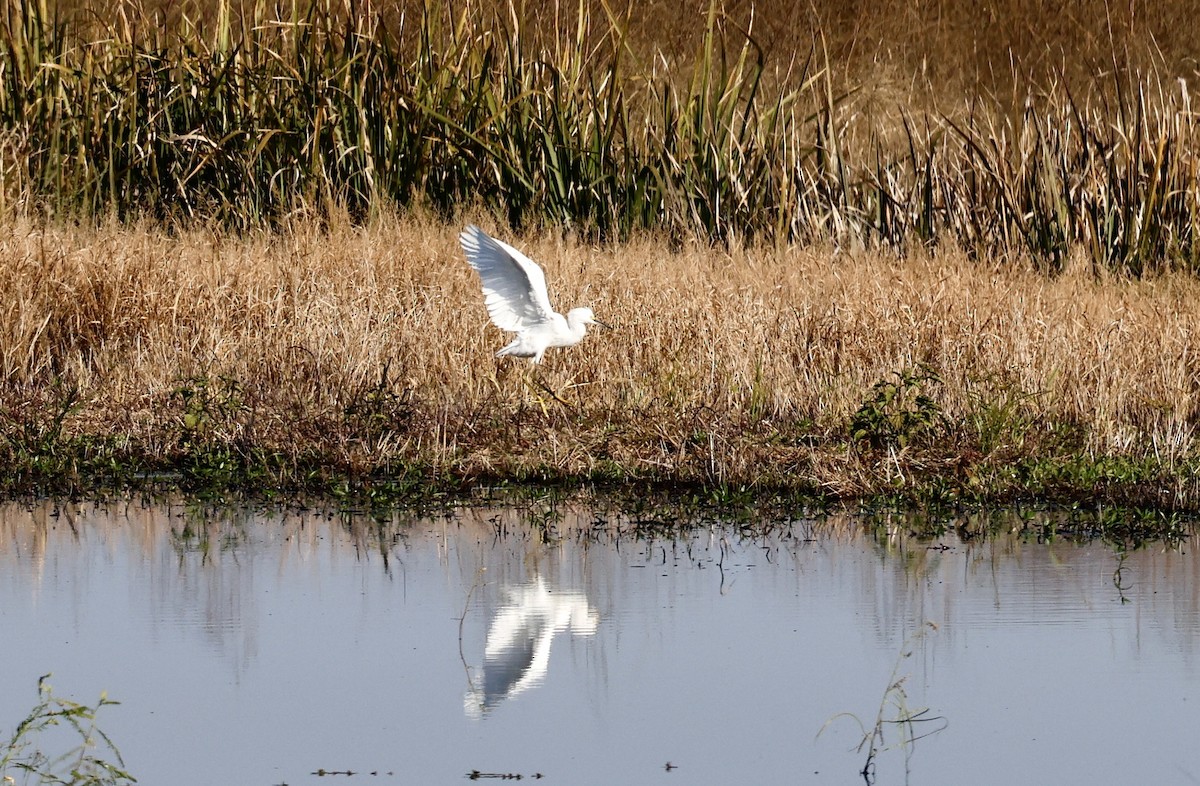 Snowy Egret - ML645007080
