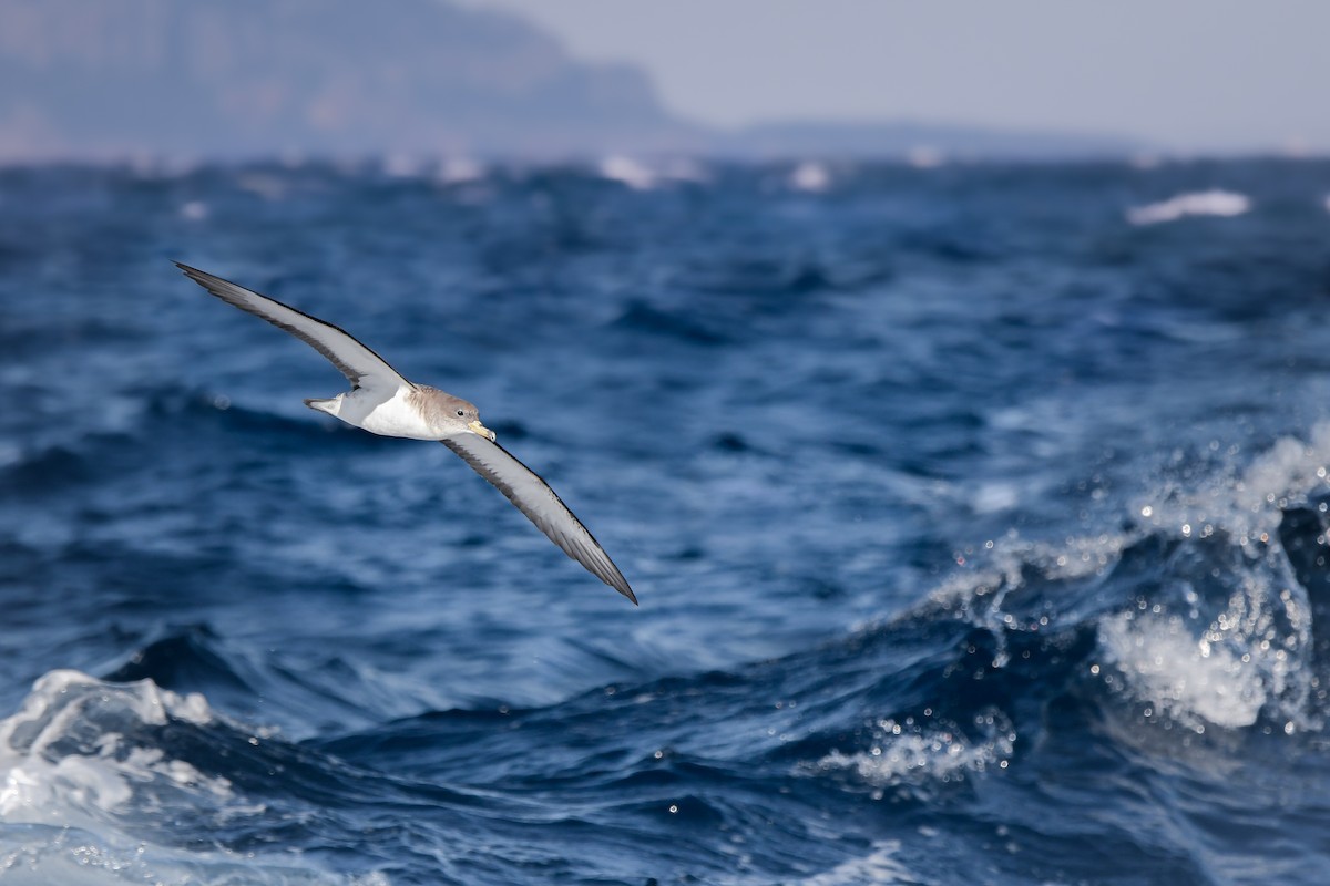 Scopoli's Shearwater - ML645007082