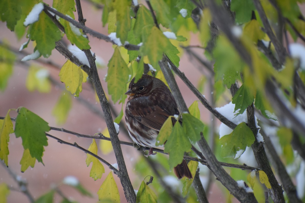 Пасовник рябогрудий - ML645007094