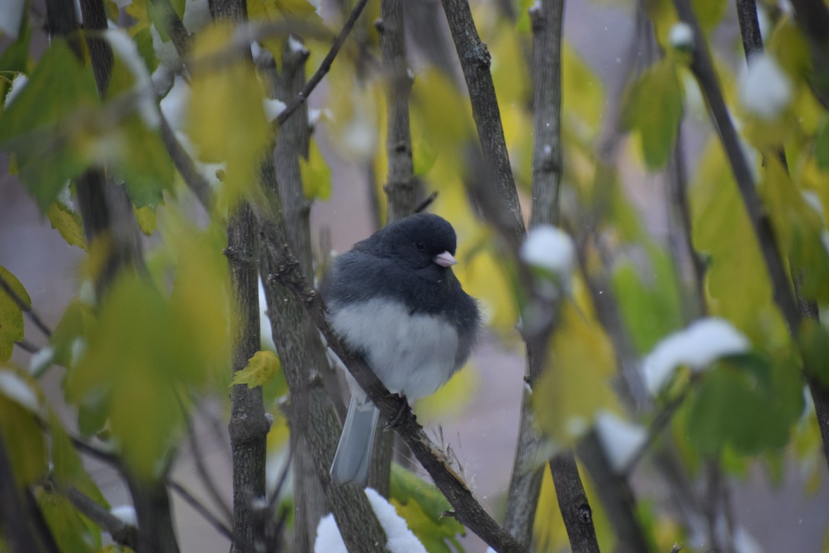 Юнко сірий - ML645007115