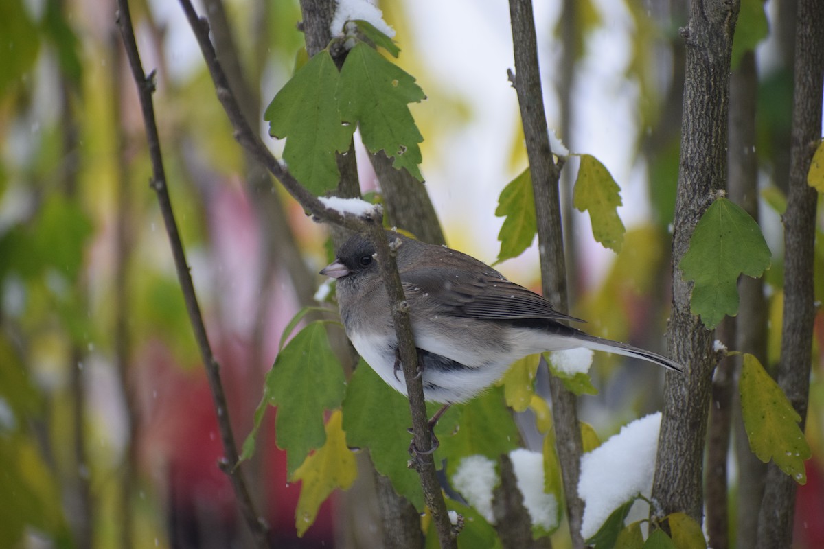 Юнко сірий - ML645007116