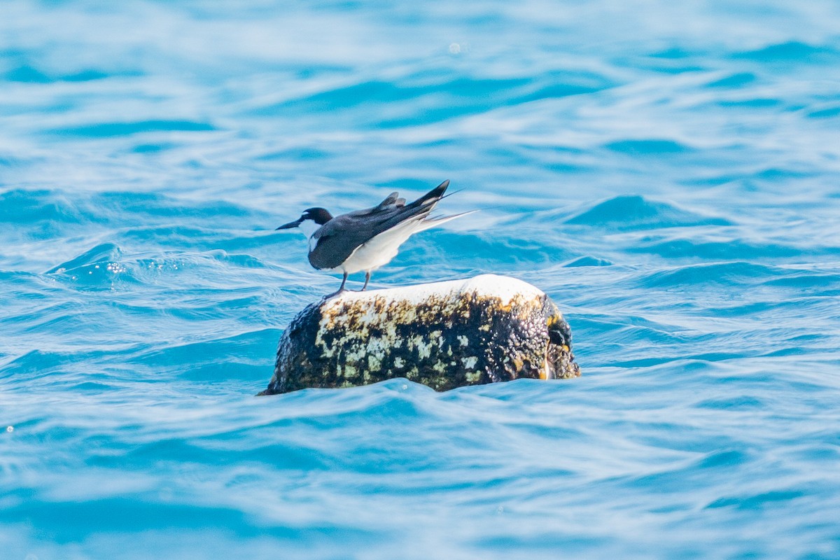 tøyleterne - ML645007137