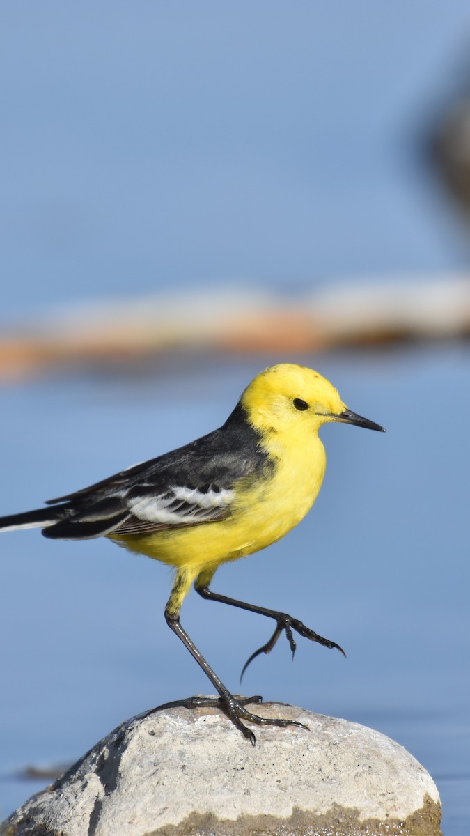 黃頭鶺鴒 - ML645007138