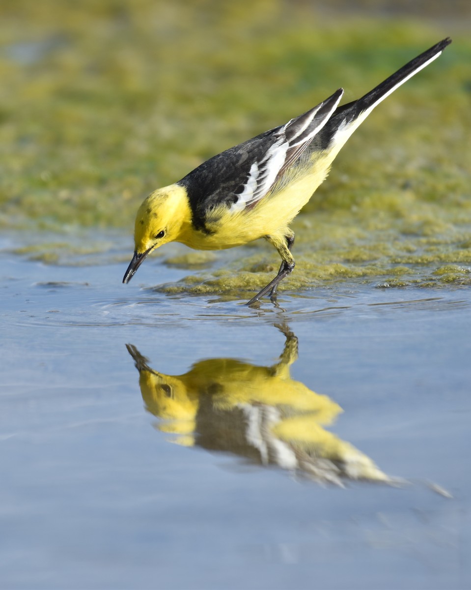 黃頭鶺鴒 - ML645007139