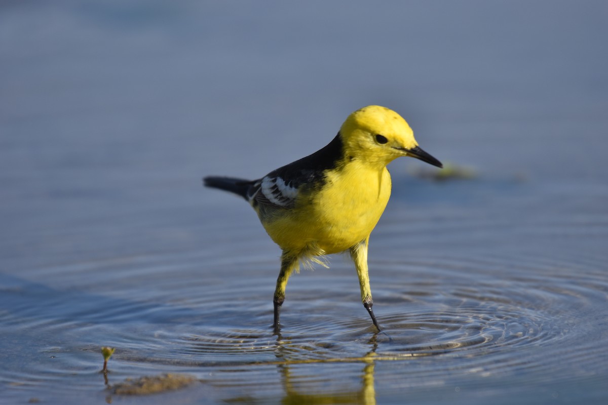 黃頭鶺鴒 - ML645007141