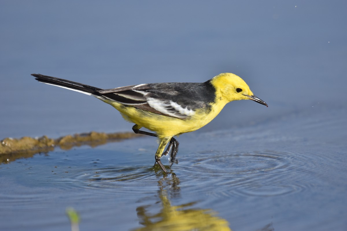 黃頭鶺鴒 - ML645007142