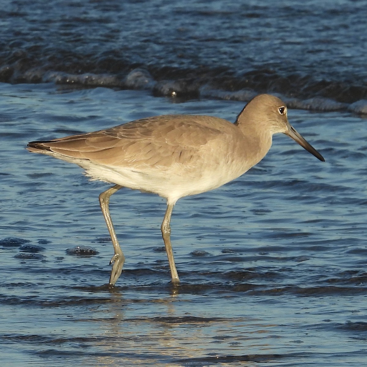 Willet - ML645007143