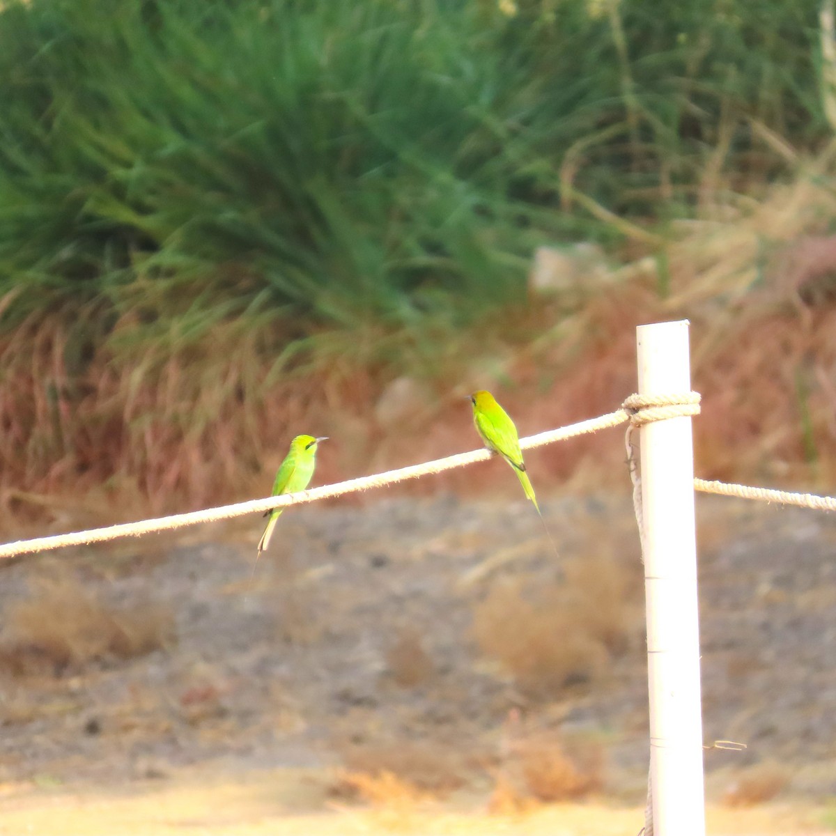 African Green Bee-eater - ML645007152