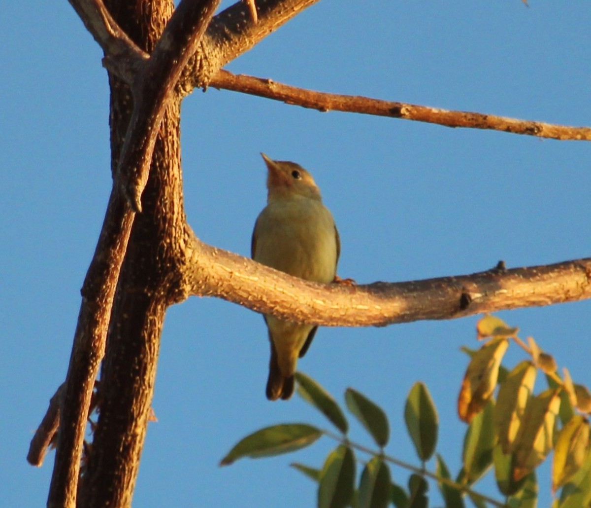 Northern Yellow Warbler - ML645007180